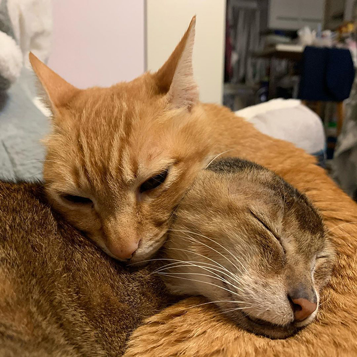 Cat Who Lost His Ears Finds Forever Home And A Best Friend (27 Photos)