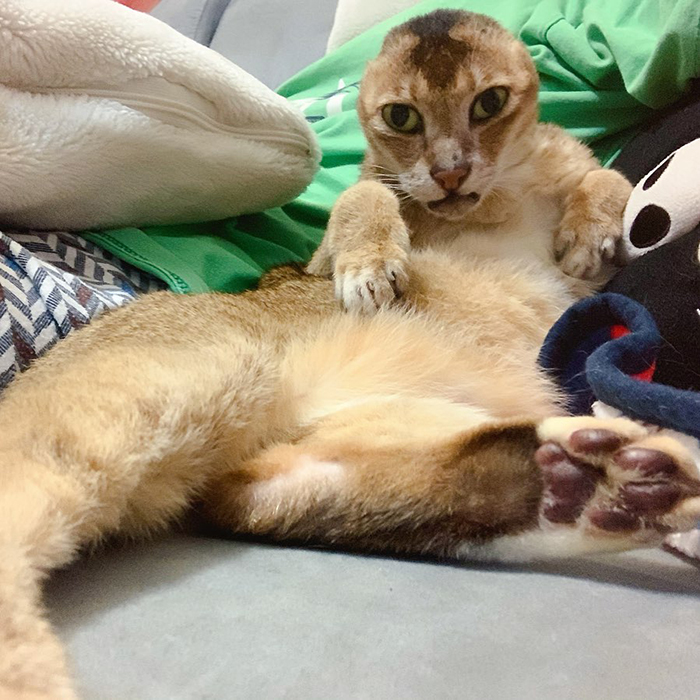 Cat Who Lost His Ears Finds Forever Home And A Best Friend (27 Photos)