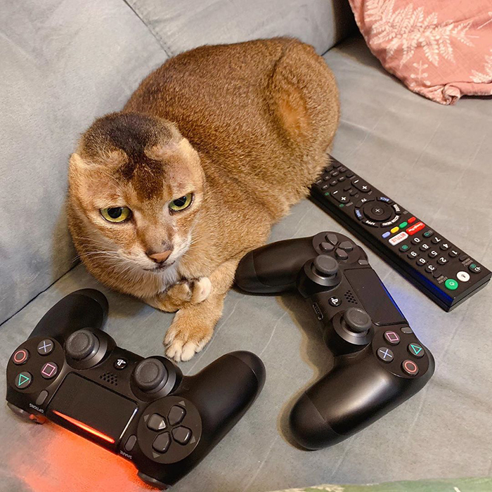 Cat Who Lost His Ears Finds Forever Home And A Best Friend (27 Photos)