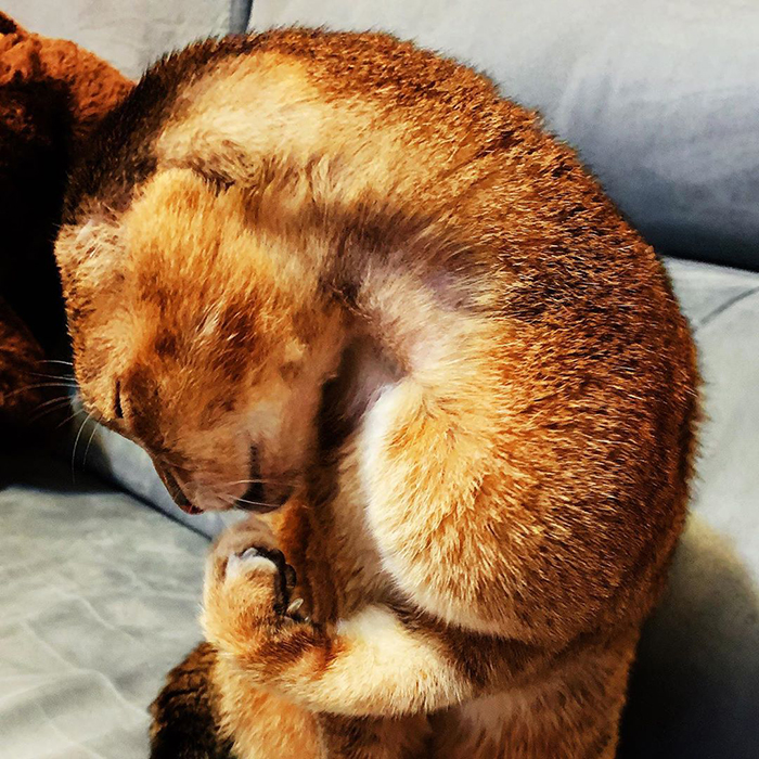 Cat Who Lost His Ears Finds Forever Home And A Best Friend (27 Photos)