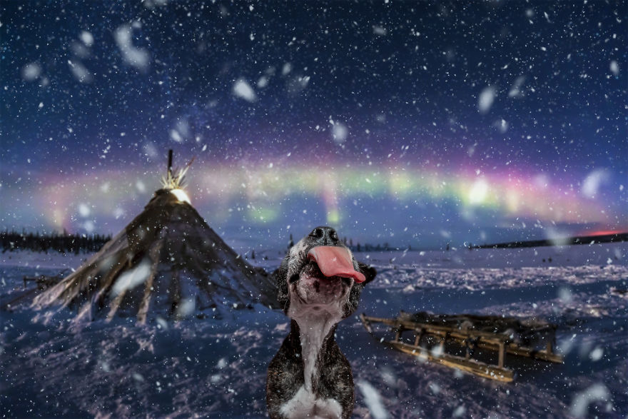 I Hope To Put A Smile On Your Face With These Silly Photo Manipulations Of My Dogs ‘Traveling’ (59 Pics) I Hope To Put A Smile On Your Face With These Silly Photo Manipulations Of My Dogs ‘Traveling’ (59 Pics)