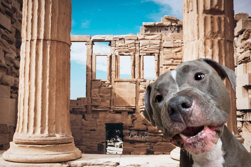 I Hope To Put A Smile On Your Face With These Silly Photo Manipulations Of My Dogs ‘Traveling’ (59 Pics) I Hope To Put A Smile On Your Face With These Silly Photo Manipulations Of My Dogs ‘Traveling’ (59 Pics)
