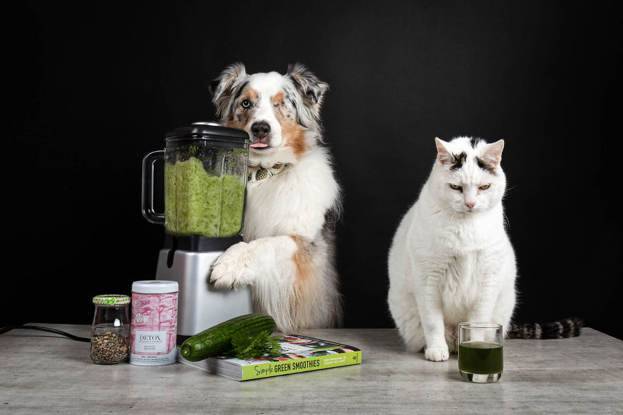 I Want To Bring A Smile To Your Face By Showing You The Silly Things My Pets Do During Lockdown (13 Pics) I Want To Bring A Smile To Your Face By Showing You The Silly Things My Pets Do During Lockdown (13 Pics)