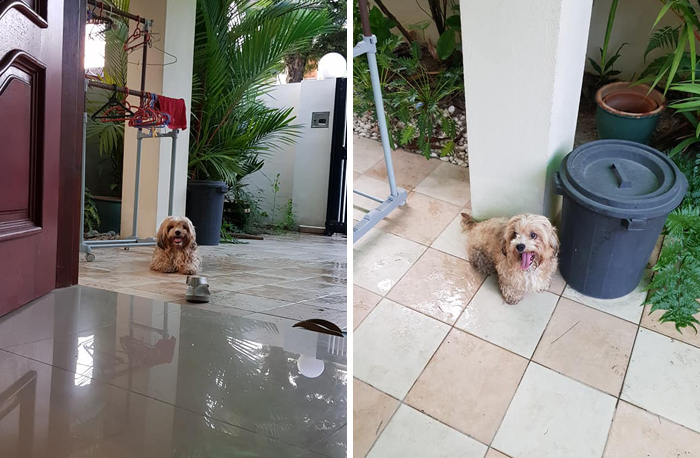 Man Left In Tears After Discovering The Note Tucked Behind Abandoned Dog’s Collar Man Left In Tears After Discovering The Note Tucked Behind Abandoned Dog’s Collar