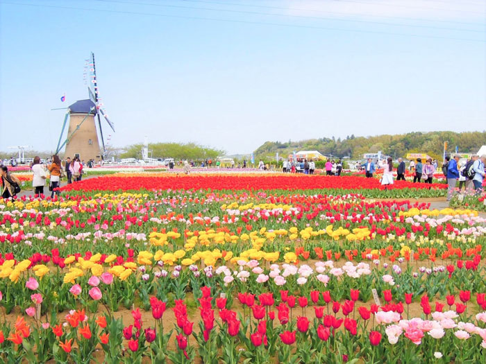 800,000 Tulips Were Cut Down In This Japanese City After Its Residents Failed To Follow Quarantine Rules 800,000 Tulips Were Cut Down In This Japanese City After Its Residents Failed To Follow Quarantine Rules