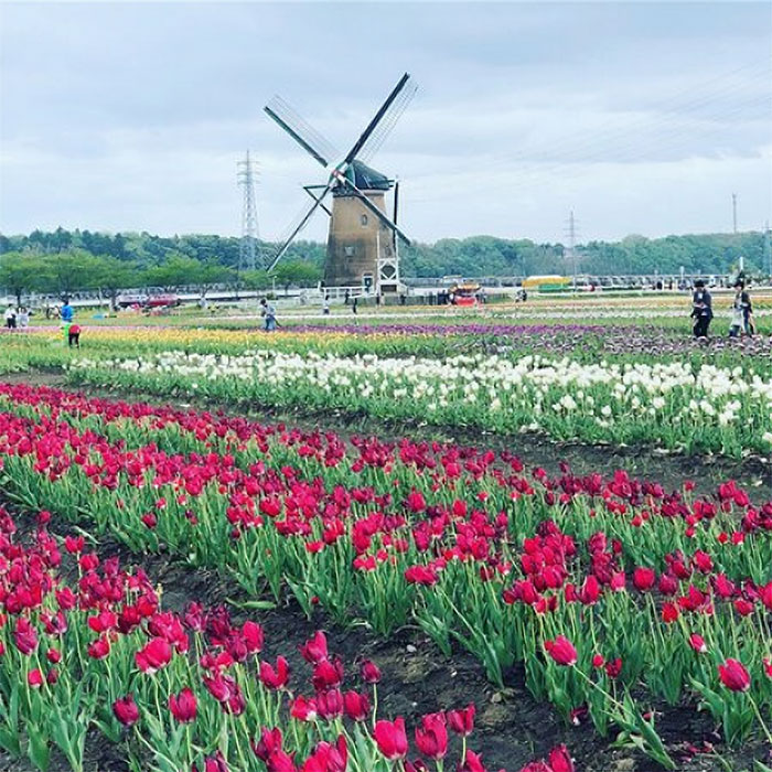 800,000 Tulips Were Cut Down In This Japanese City After Its Residents Failed To Follow Quarantine Rules 800,000 Tulips Were Cut Down In This Japanese City After Its Residents Failed To Follow Quarantine Rules