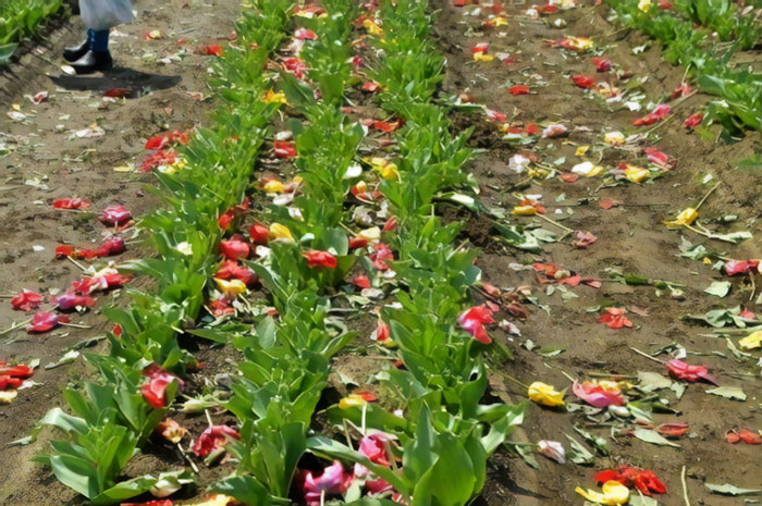 800,000 Tulips Were Cut Down In This Japanese City After Its Residents Failed To Follow Quarantine Rules 800,000 Tulips Were Cut Down In This Japanese City After Its Residents Failed To Follow Quarantine Rules