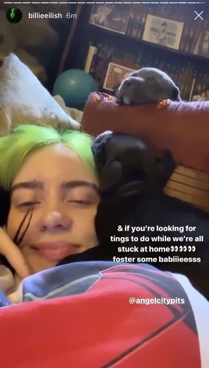 Billie Eilish ‘Fails’ At Fostering A Pit Bull In Quarantine By Adopting It