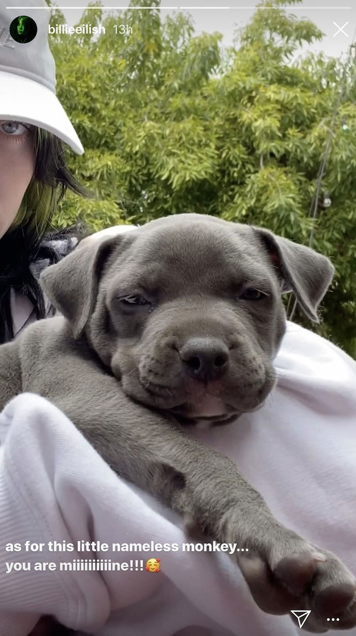 Billie Eilish ‘Fails’ At Fostering A Pit Bull In Quarantine By Adopting It