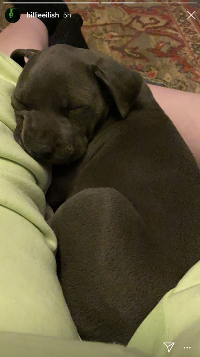 Billie Eilish ‘Fails’ At Fostering A Pit Bull In Quarantine By Adopting It