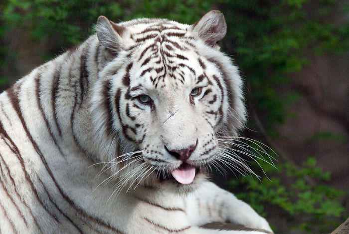 Zookeepers Share How Animals Are Reacting To The Lack Of Visitors Zookeepers Share How Animals Are Reacting To The Lack Of Visitors