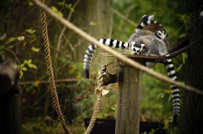 Zookeepers Share How Animals Are Reacting To The Lack Of Visitors Zookeepers Share How Animals Are Reacting To The Lack Of Visitors