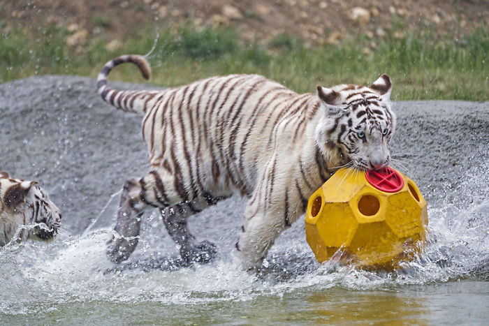 Zookeepers Share How Animals Are Reacting To The Lack Of Visitors Zookeepers Share How Animals Are Reacting To The Lack Of Visitors