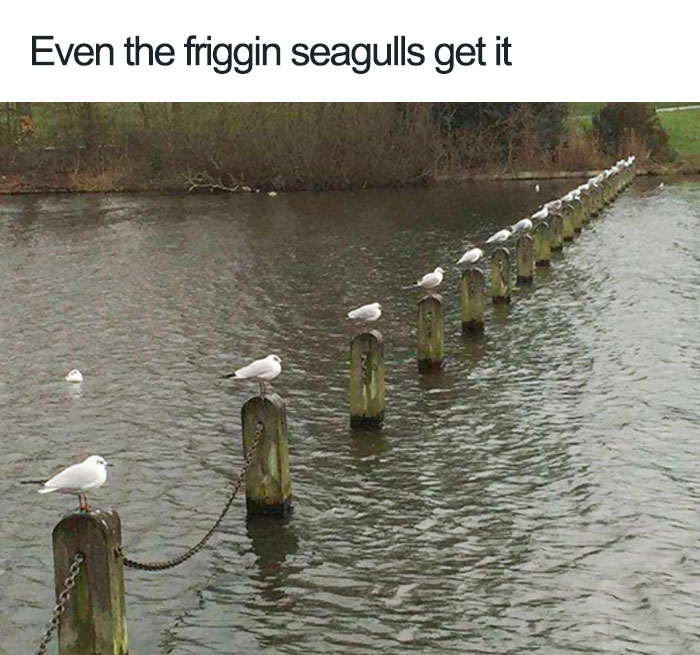 25 Times People Noticed Animals Following Social Distancing Rules And Decided To Share The Pics Online 25 Times People Noticed Animals Following Social Distancing Rules And Decided To Share The Pics Online