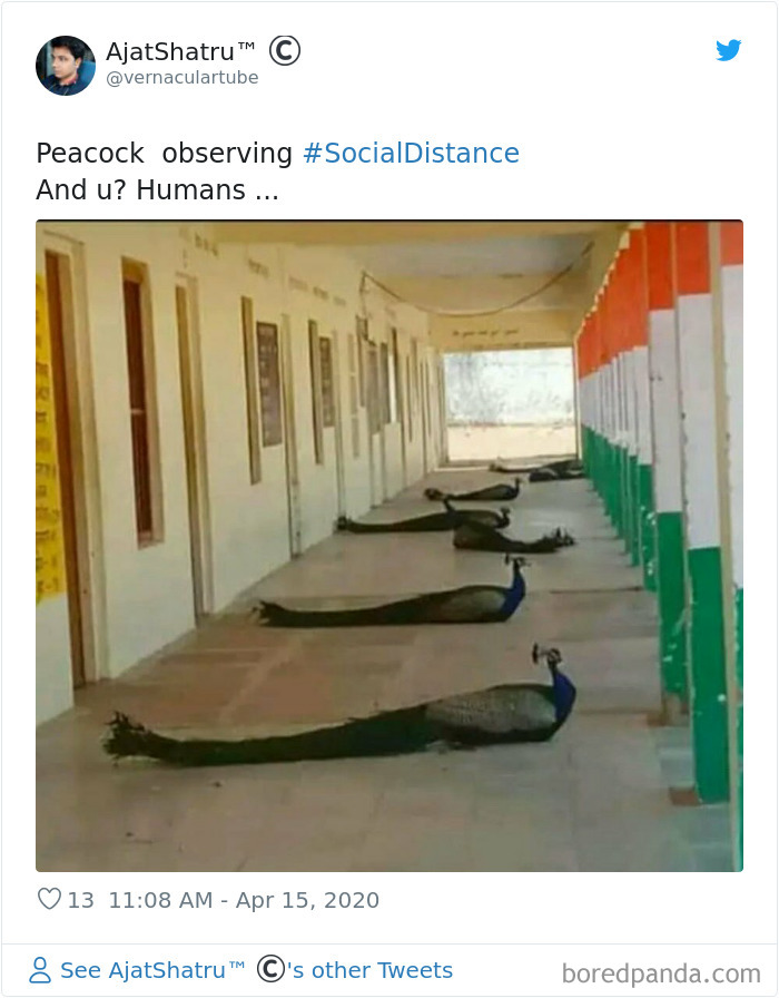 25 Times People Noticed Animals Following Social Distancing Rules And Decided To Share The Pics Online 25 Times People Noticed Animals Following Social Distancing Rules And Decided To Share The Pics Online