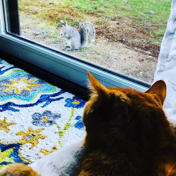 25 Times People Noticed Animals Following Social Distancing Rules And Decided To Share The Pics Online 25 Times People Noticed Animals Following Social Distancing Rules And Decided To Share The Pics Online