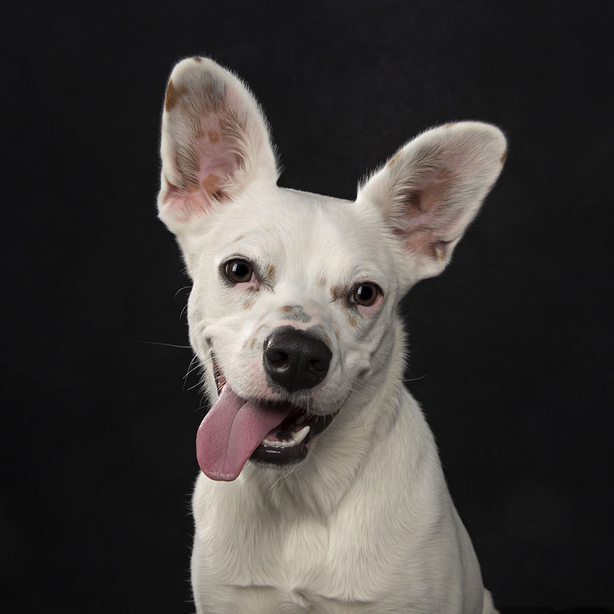 My 26 Funny Photos Of Dogs With Accidental Tongue Slip My 26 Funny Photos Of Dogs With Accidental Tongue Slip