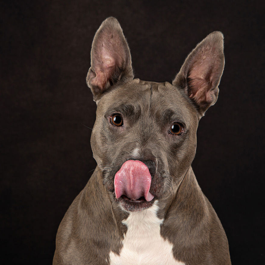 My 26 Funny Photos Of Dogs With Accidental Tongue Slip My 26 Funny Photos Of Dogs With Accidental Tongue Slip