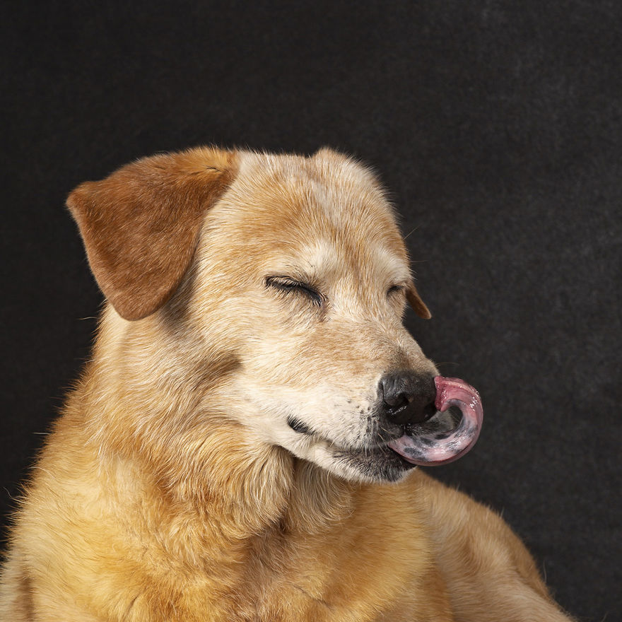 My 26 Funny Photos Of Dogs With Accidental Tongue Slip My 26 Funny Photos Of Dogs With Accidental Tongue Slip