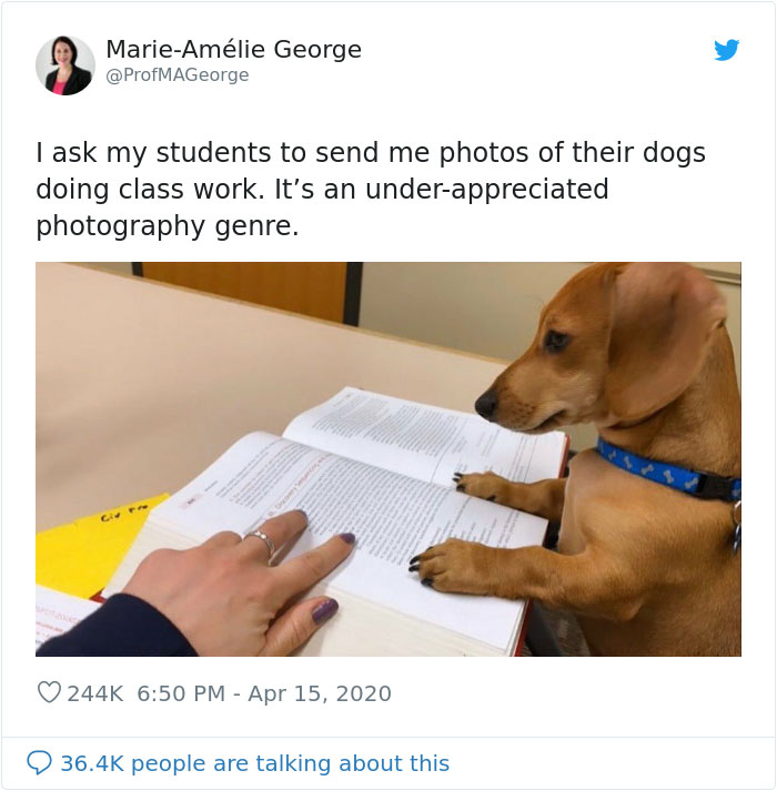Professor Asks Her Students To Show Their Dogs Doing Classwork, 30 People Send Her Their Photos