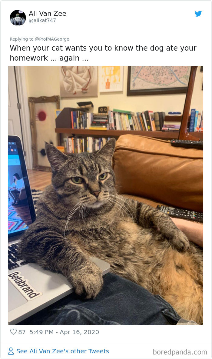 Professor Asks Her Students To Show Their Dogs Doing Classwork, 30 People Send Her Their Photos