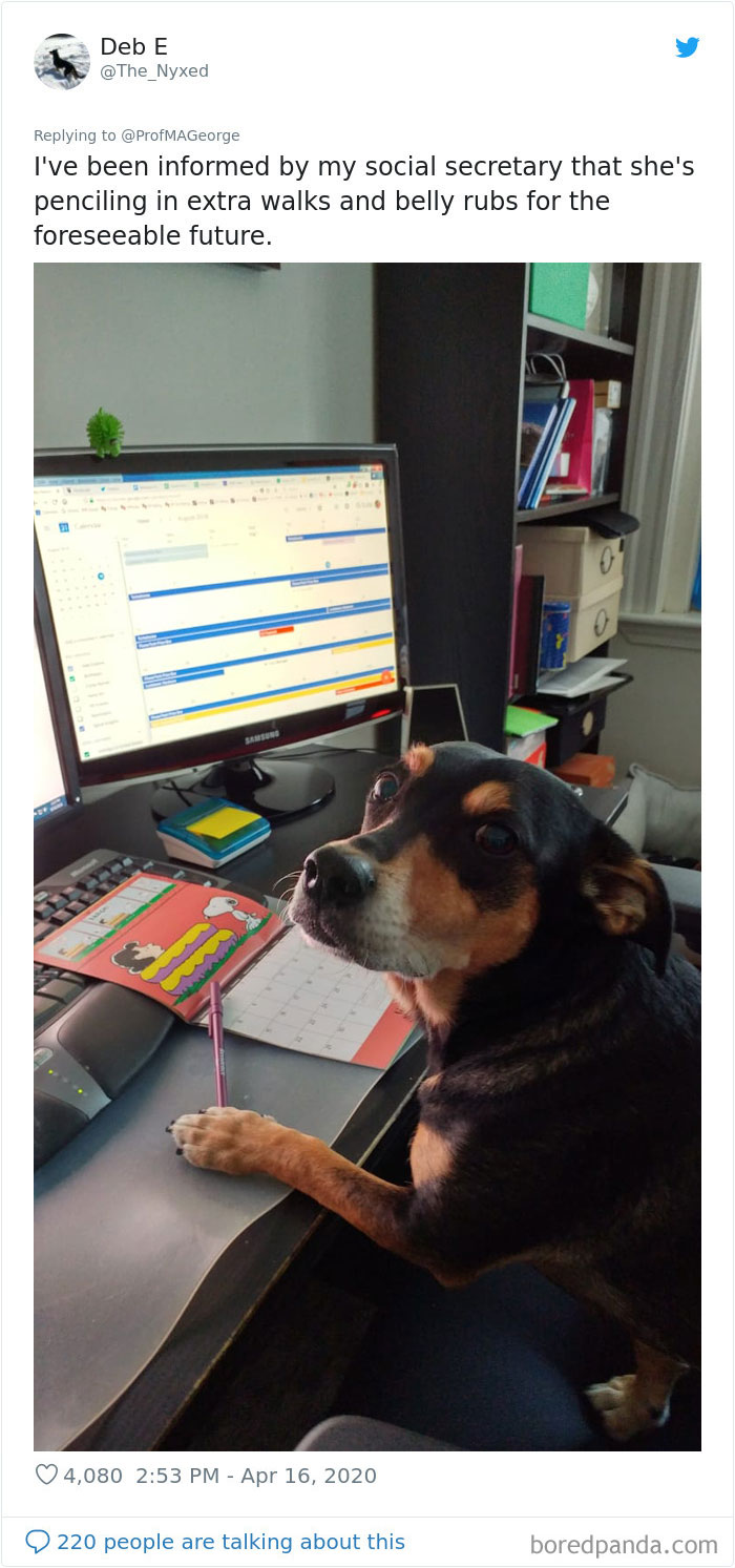 Professor Asks Her Students To Show Their Dogs Doing Classwork, 30 People Send Her Their Photos