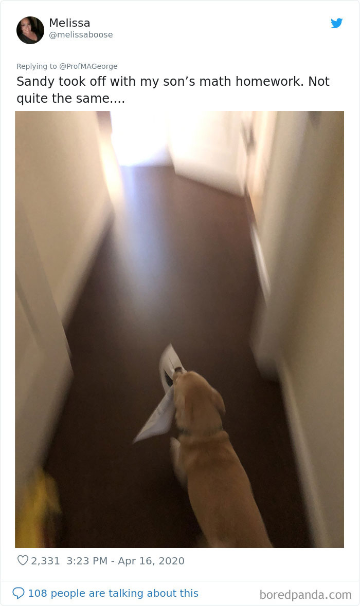 Professor Asks Her Students To Show Their Dogs Doing Classwork, 30 People Send Her Their Photos