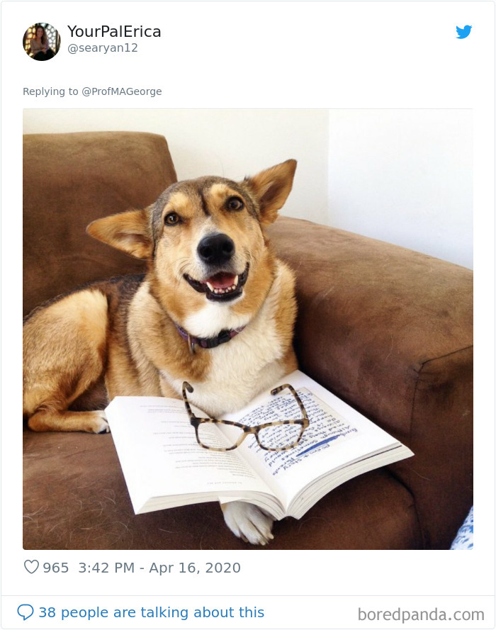 Professor Asks Her Students To Show Their Dogs Doing Classwork, 30 People Send Her Their Photos