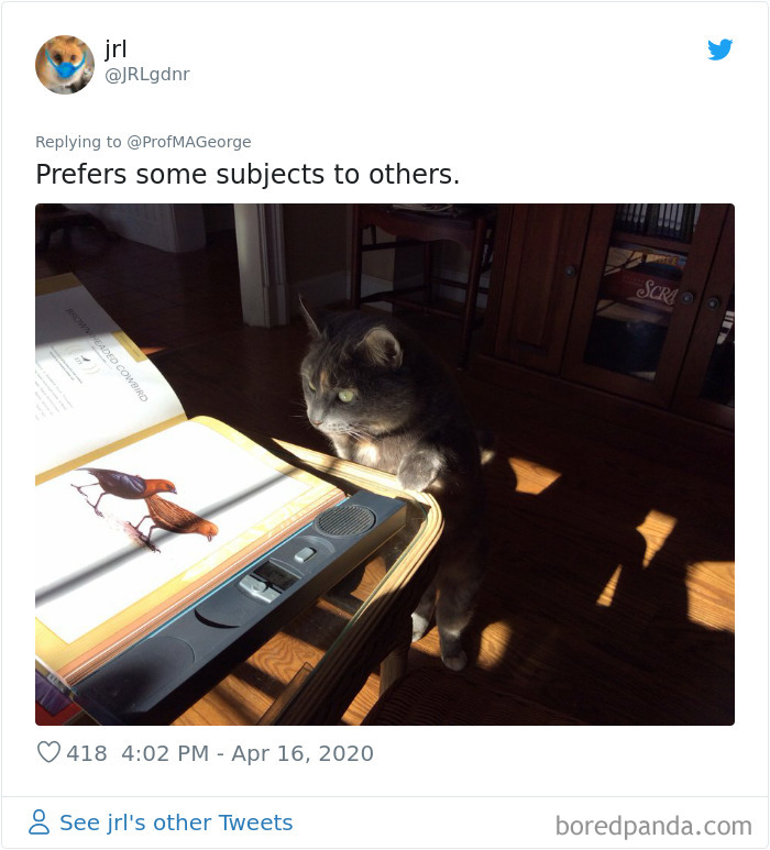 Professor Asks Her Students To Show Their Dogs Doing Classwork, 30 People Send Her Their Photos