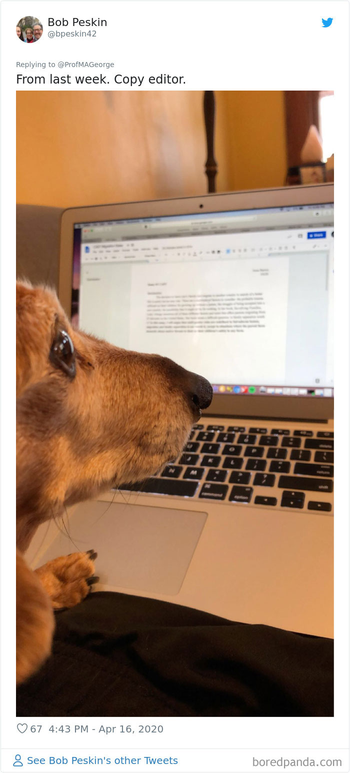 Professor Asks Her Students To Show Their Dogs Doing Classwork, 30 People Send Her Their Photos