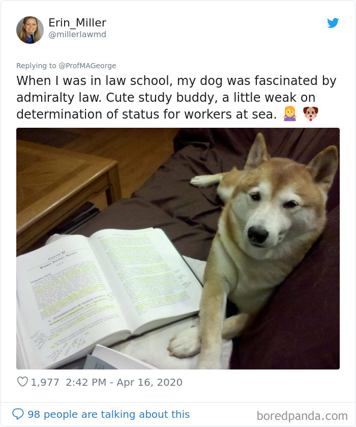 Professor Asks Her Students To Show Their Dogs Doing Classwork, 30 People Send Her Their Photos