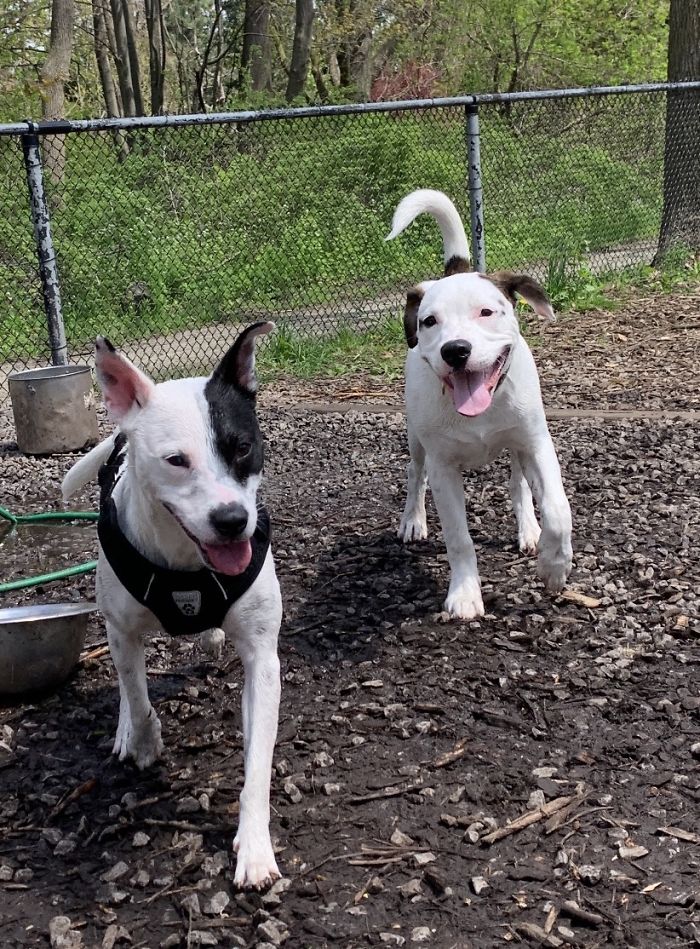 Woman With A Fear Of Dogs Decides To Adopt A Dog Who Is Afraid Of People And They Develop A Heartwarming Friendship Woman With A Fear Of Dogs Decides To Adopt A Dog Who Is Afraid Of People And They Develop A Heartwarming Friendship