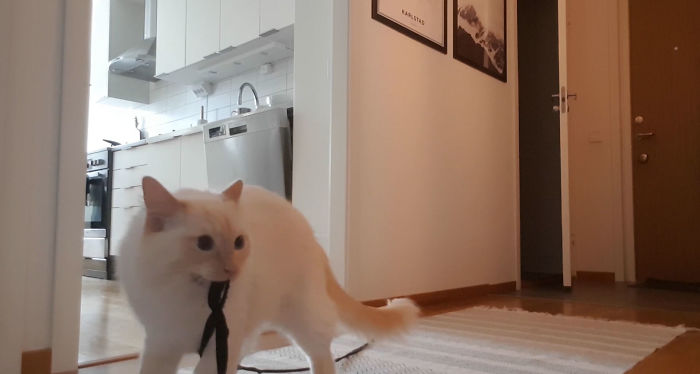 “Left My Cat Alone With A Camera For 30 Minutes And Now I Can Never Leave Again”