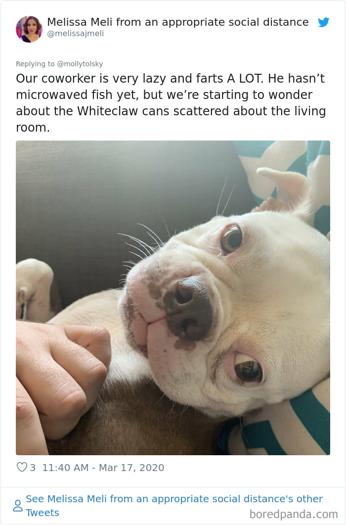 Someone Suggests That Couples Working From Home Should Blame Things On Fake “Coworkers”, Gets 30 Funny Replies Someone Suggests That Couples Working From Home Should Blame Things On Fake “Coworkers”, Gets 30 Funny Replies