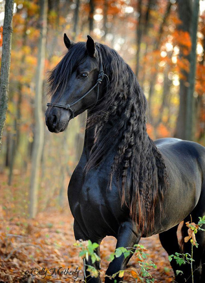 Meet Frederik The Great, Considered By Many The Most Handsome Horse In The World (30 Pics) Meet Frederik The Great, Considered By Many The Most Handsome Horse In The World (30 Pics)