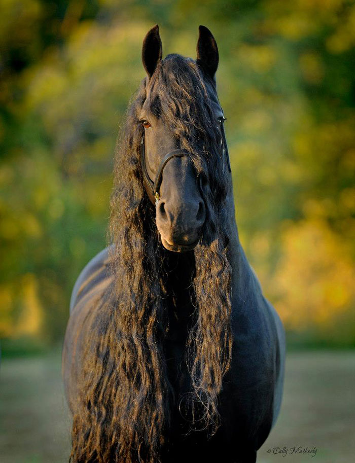 Meet Frederik The Great, Considered By Many The Most Handsome Horse In The World (30 Pics) Meet Frederik The Great, Considered By Many The Most Handsome Horse In The World (30 Pics)
