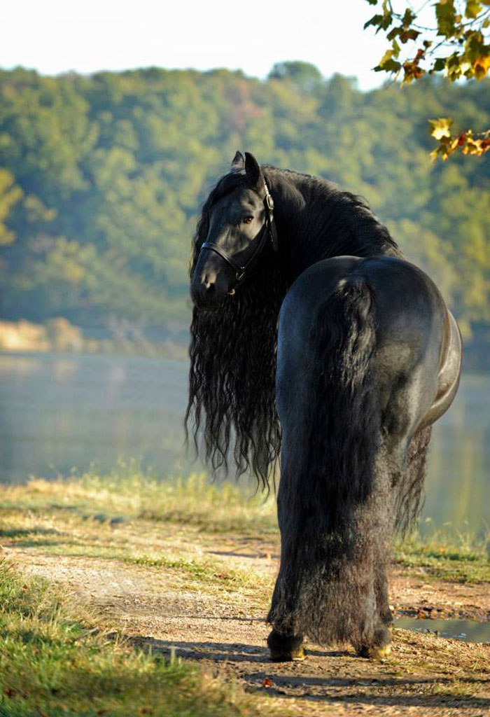 Meet Frederik The Great, Considered By Many The Most Handsome Horse In The World (30 Pics) Meet Frederik The Great, Considered By Many The Most Handsome Horse In The World (30 Pics)