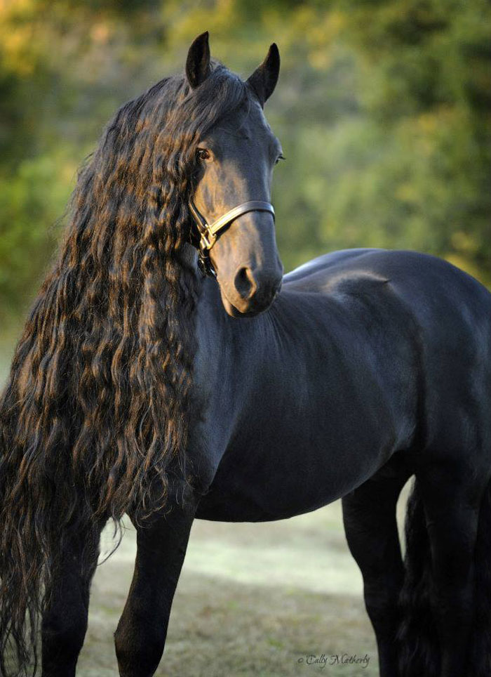 Meet Frederik The Great, Considered By Many The Most Handsome Horse In The World (30 Pics) Meet Frederik The Great, Considered By Many The Most Handsome Horse In The World (30 Pics)