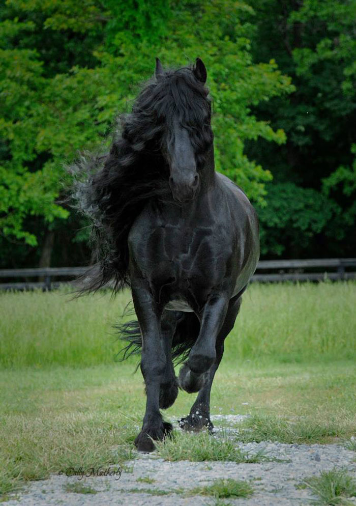 Meet Frederik The Great, Considered By Many The Most Handsome Horse In The World (30 Pics) Meet Frederik The Great, Considered By Many The Most Handsome Horse In The World (30 Pics)