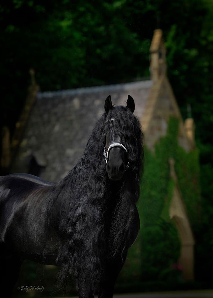 Meet Frederik The Great, Considered By Many The Most Handsome Horse In The World (30 Pics) Meet Frederik The Great, Considered By Many The Most Handsome Horse In The World (30 Pics)