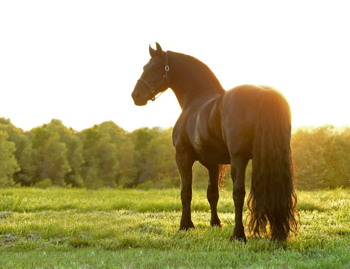 Meet Frederik The Great, Considered By Many The Most Handsome Horse In The World (30 Pics) Meet Frederik The Great, Considered By Many The Most Handsome Horse In The World (30 Pics)
