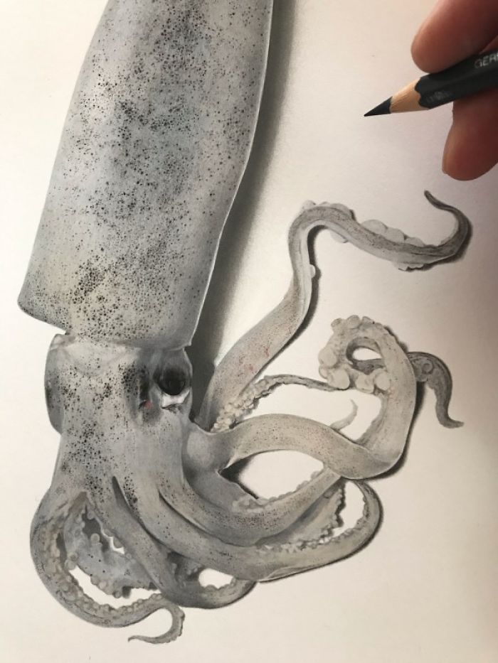 Japanese Artist Creates Incredibly Realistic Drawing Of A Squid That Looks Like A High-Resolution Photograph Japanese Artist Creates Incredibly Realistic Drawing Of A Squid That Looks Like A High-Resolution Photograph