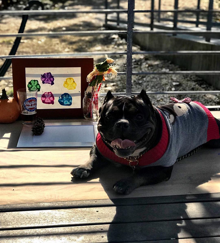 30 Adorable Works Of Art Made By Even More Adorable Pawcassos