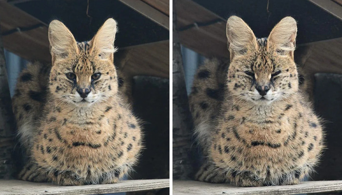These 20 Animals Show How Exactly We Look Without Contact Lenses These 20 Animals Show How Exactly We Look Without Contact Lenses