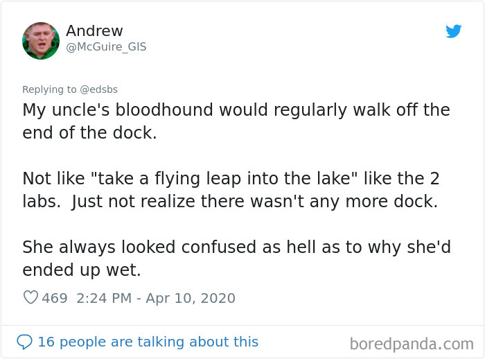 People Are Sharing Stories About The Dumbest Dogs They’ve Ever Known In This Viral Thread (40 Pics) People Are Sharing Stories About The Dumbest Dogs They’ve Ever Known In This Viral Thread (40 Pics)