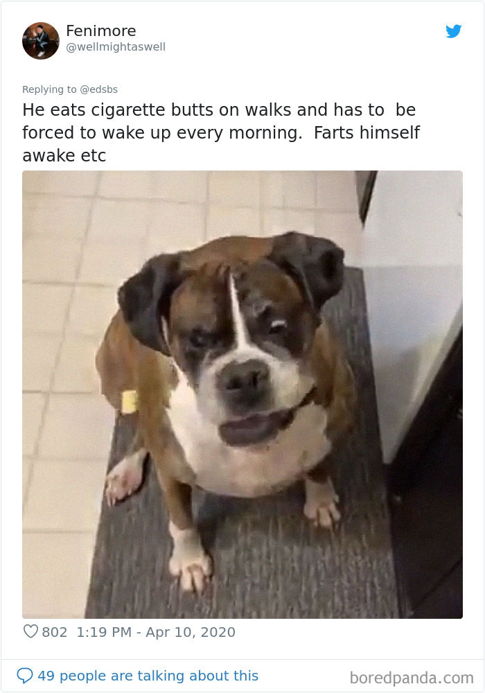 People Are Sharing Stories About The Dumbest Dogs They’ve Ever Known In This Viral Thread (40 Pics) People Are Sharing Stories About The Dumbest Dogs They’ve Ever Known In This Viral Thread (40 Pics)