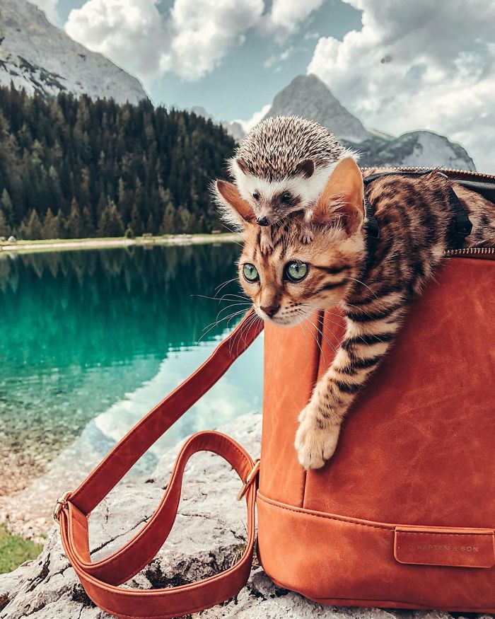 People Are Loving The Adventures Of This Hedgehog And Its Bengal Best Friend (30 Pics) People Are Loving The Adventures Of This Hedgehog And Its Bengal Best Friend (30 Pics)