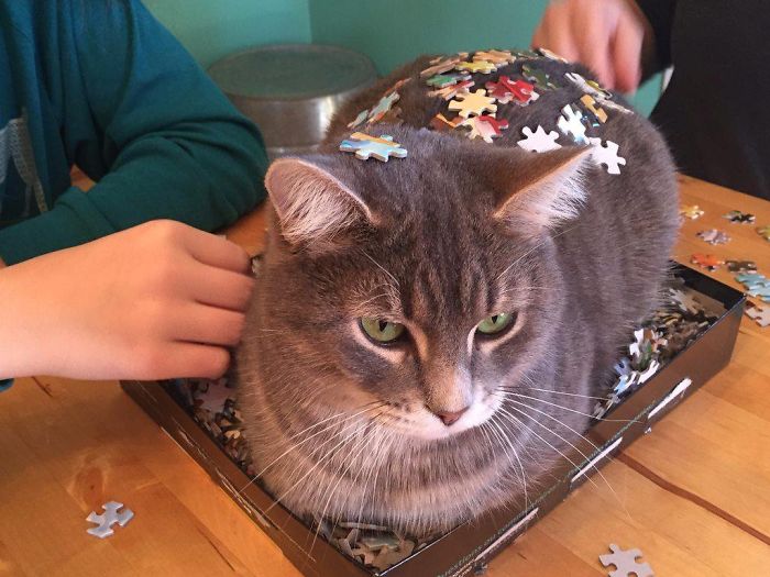 30 Photos That Show The Reality Of Trying To Finish A Puzzle With Your Cat 30 Photos That Show The Reality Of Trying To Finish A Puzzle With Your Cat