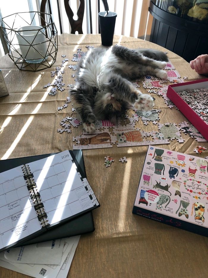 30 Photos That Show The Reality Of Trying To Finish A Puzzle With Your Cat 30 Photos That Show The Reality Of Trying To Finish A Puzzle With Your Cat