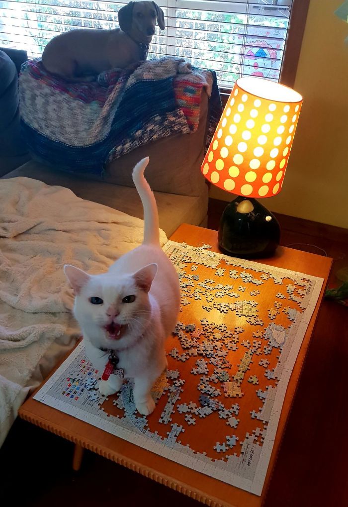 30 Photos That Show The Reality Of Trying To Finish A Puzzle With Your Cat 30 Photos That Show The Reality Of Trying To Finish A Puzzle With Your Cat